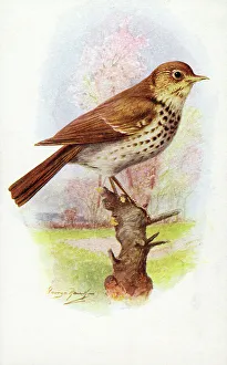 Song Thrush