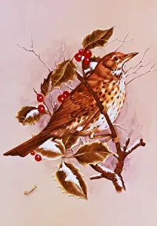 A Song Thrush amid the Holly