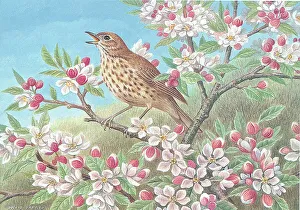 Song thrush British Birds Watercolour painting