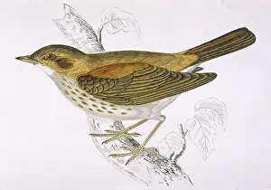 Song Thrush (Morris)