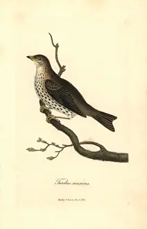 Thrush Prints: Song thrush, Turdus philomelos