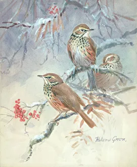 Roland Prints: Three Song Thrushes