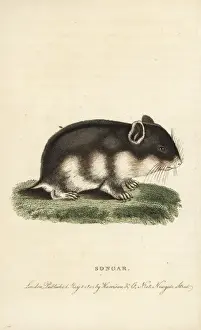 Songar rat, Mus songarus