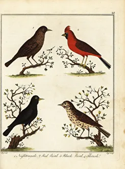 Recreation And Amusement Prints: Songbirds: nightingale, red bird, black bird and thrush