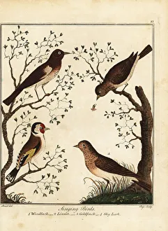 Recreation And Amusement Prints: Songbirds: woodlark, linnet, goldfinch, sky lark