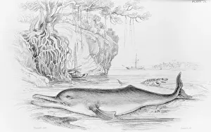 Ganges Prints: The Soosoo of the Ganges, a river dolphin