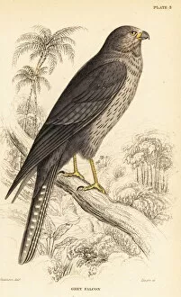 Jardine Collection: Sooty falcon, Falco concolor