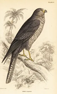 Naturalists Collection: Sooty falcon, Falco concolor