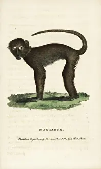 Mangabey Prints: Sooty mangabey, Cercocebus atys
