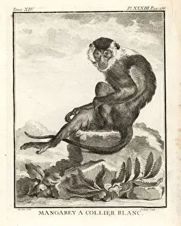 Sooty mangabey, Cercocebus atys
