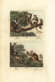 James Smith Barr Prints: Sooty mangabey, toque macaque, yellow baboon and patas monkey