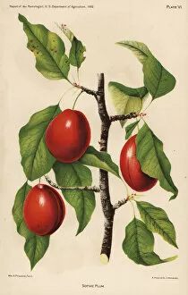 Prunus Gallery: Sophie plum, Prunus domestica