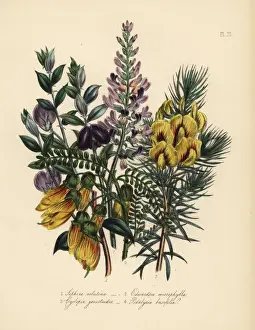 Sophora, edwardsia, cyclopia and podalyria species