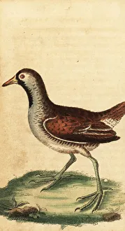 George Edwards Prints: Sora, Porzana carolina