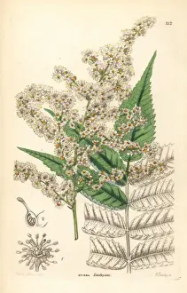 Sorbaria tomentosa