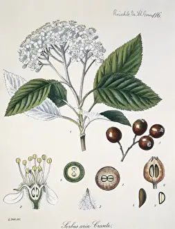 Sorbus aria Crantz L. 116, whitebeam