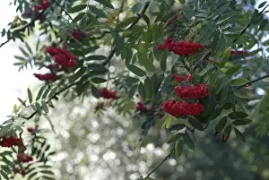 Pat Hart Prints: Sorbus aucuparia, rowan tree