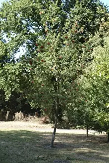 Sorbus aucuparia, rowan tree