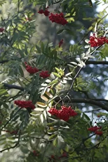 Sorbus aucuparia, rowan tree