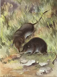Dr Edward Wilson Prints: Sorex araneus, Eurasian shrew