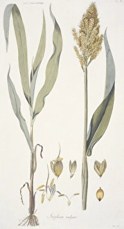 Commelinid Collection: Sorghum bicolor, sorghum