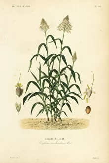 Sorghum grass, great millet or milo, Sorghum bicolor