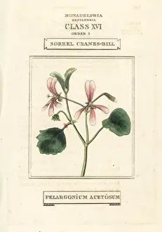 Geranium Prints: Sorrel cranes-bill, Pelargonium acetosum