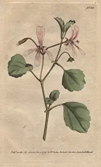 Sorrel Prints: Sorrel cranes bill with pink veined flowers