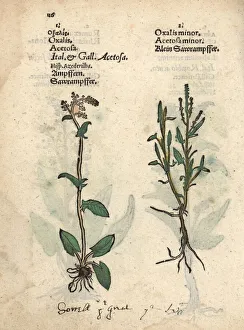 Acetosella Gallery: Sorrel, Rumex acetosa, and sheeps sorrel, Rumex acetosella