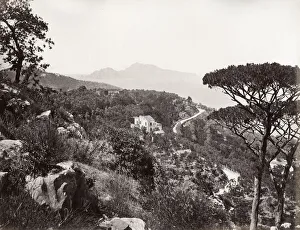 Woody Plant Prints: Sorrento, with Capri in the background, Italy