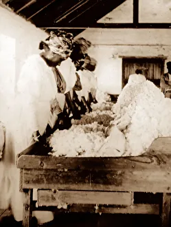 Sorting Prints: Sorting and cleaning cotton, St Vincent, Caribbean