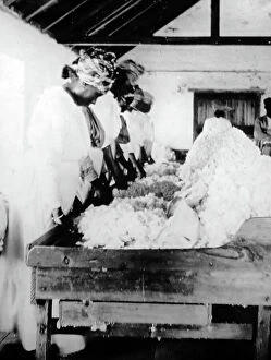 Sorting Collection: Sorting and cleaning cotton in St Vincent early 1900s