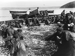 Sorting the herring catch at St Ives, Cornwall