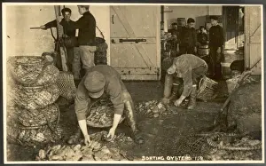 Oysters Prints: Sorting Oysters