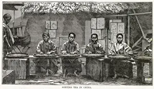 Beverage Prints: Sorting tea, China
