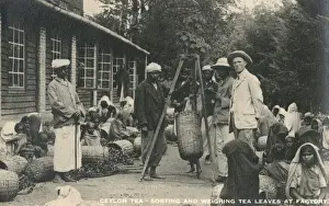 Sorting and weighing tea leaves - Sri Lanka