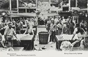 Sorting Wool - Australia