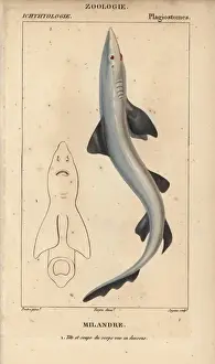Soupfin or school shark, Galeorhinus galeus