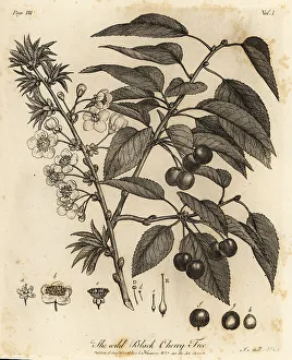 Silva Prints: Sour cherry, tart cherry or dwarf cherry, Prunus cerasus
