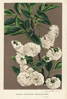 Prunus Gallery: Sour cherry tree, Prunus cerasus