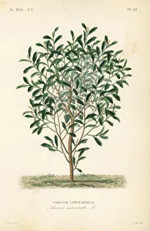 Reveil Collection: Soursop, Annona muricata