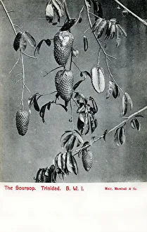 Evergreen Prints: Soursop fruit - Trinidad and Tobago, West Indies