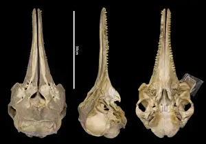 Sousa teuszii, Atlantic Hump-backed Dolphin