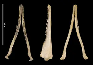Sousa teuszii, Atlantic Hump-backed Dolphin