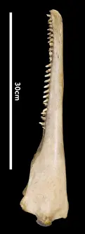 Sousa teuszii, Atlantic Hump-backed Dolphin