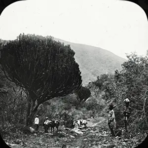 South Africa - Elephants Creek