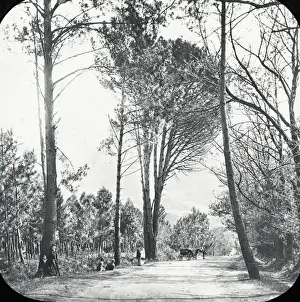 Flanked Prints: South Africa - Little Paradise, Wynberg