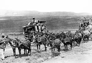 Mule Collection: South Africa Mule Trains pre-1900
