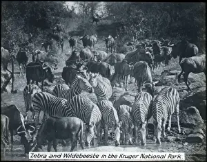 Zebra Prints: South Africa - Zebra & Wildebeeste, Kruger National Park
