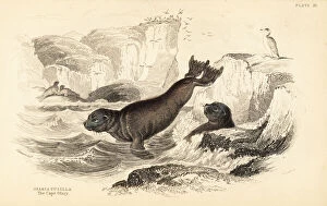 Carnivora Collection: South African fur seal, Arctocephalus pusillus pusillus